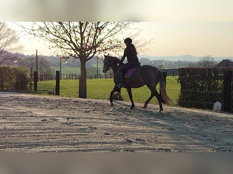 NRPS Jument 5 Ans 153 cm Gris in soumagne
