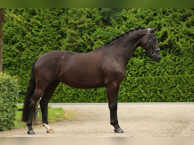 NRPS Jument 5 Ans 170 cm Noir in Biddinghuizen