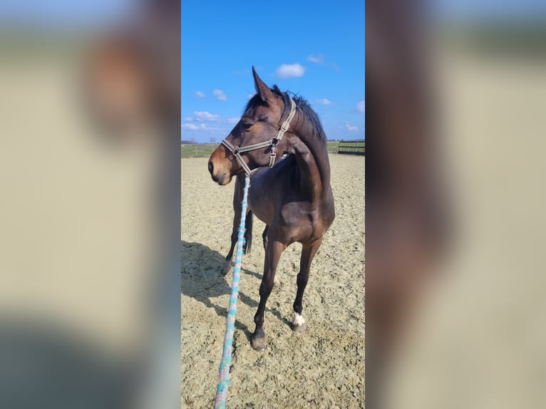 NRPS Jument 5 Ans 173 cm Bai brun in Bleskensgraaf ca
