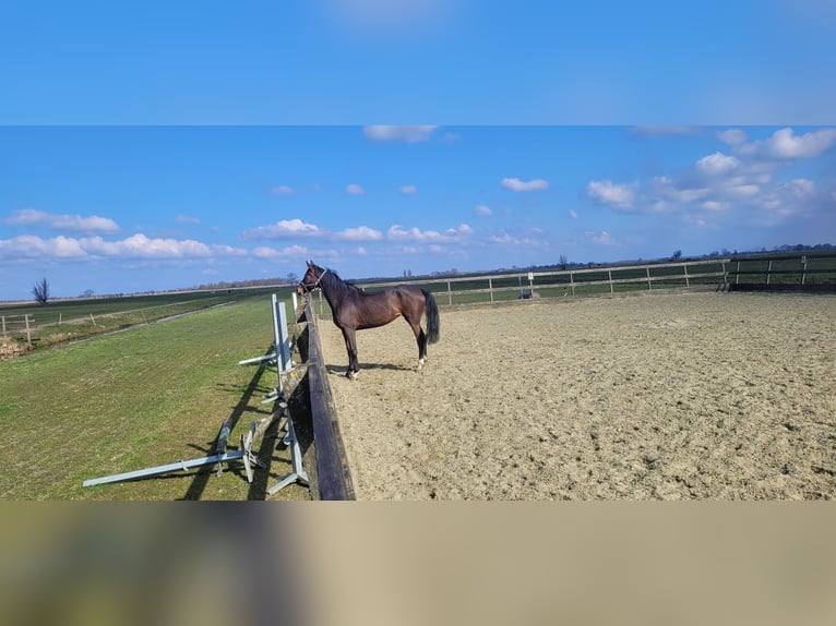 NRPS Jument 5 Ans 173 cm Bai brun in Bleskensgraaf ca
