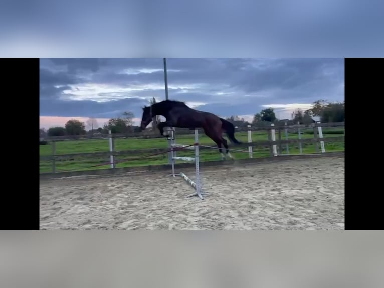 NRPS Jument 5 Ans 173 cm Bai brun in Bleskensgraaf ca