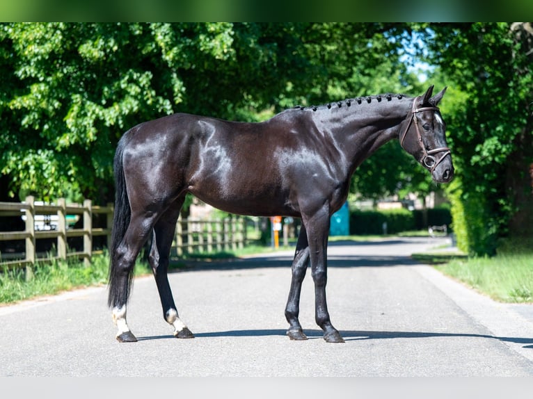NRPS Jument 6 Ans 170 cm Noir in GROTE-BROGEL