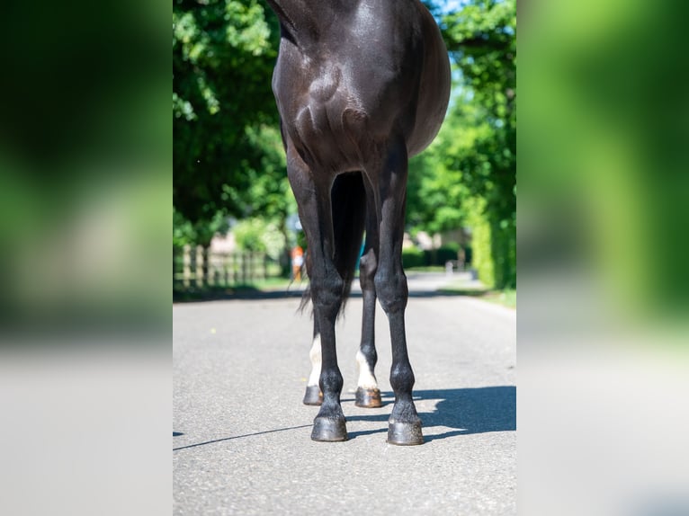 NRPS Jument 6 Ans 170 cm Noir in GROTE-BROGEL