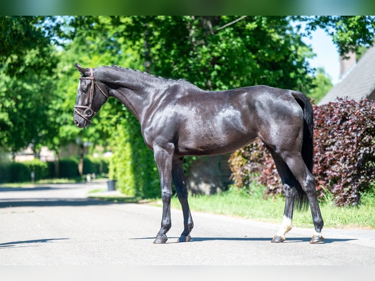 NRPS Jument 6 Ans 170 cm Noir in GROTE-BROGEL