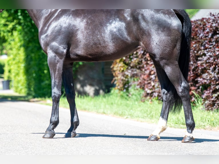 NRPS Jument 6 Ans 170 cm Noir in GROTE-BROGEL