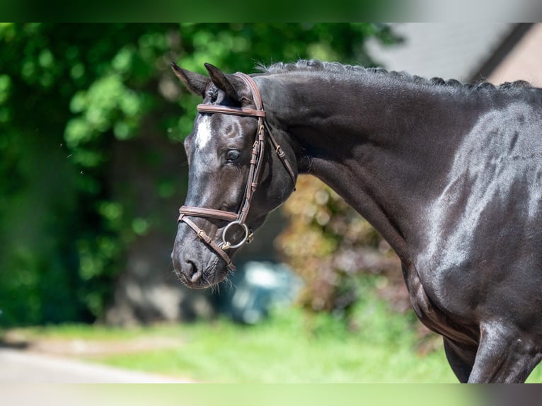 NRPS Jument 6 Ans 170 cm Noir in GROTE-BROGEL