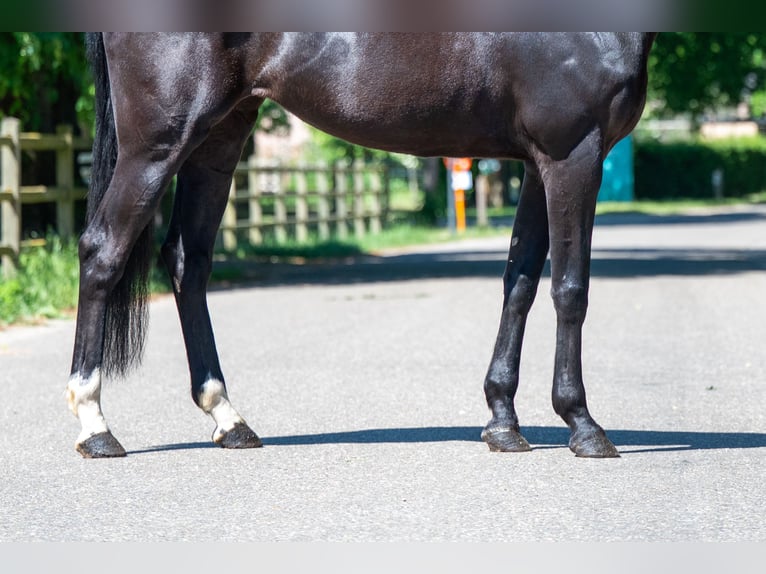 NRPS Jument 6 Ans 170 cm Noir in GROTE-BROGEL