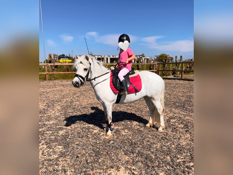 NRPS Jument 7 Ans 116 cm Gris in Zevenhoven