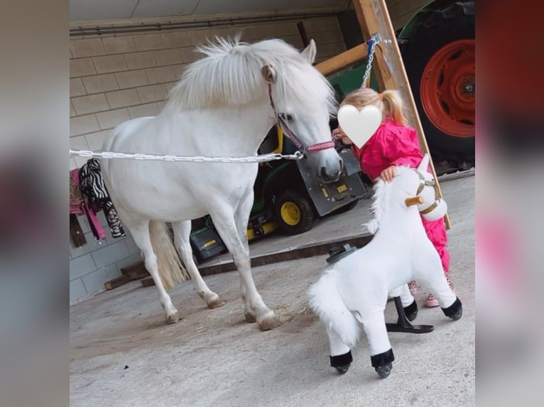 NRPS Jument 7 Ans 116 cm Gris in Zevenhoven