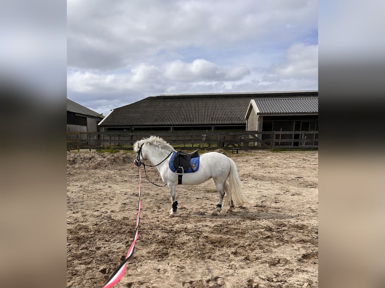 NRPS Jument 7 Ans 116 cm Gris in Zevenhoven