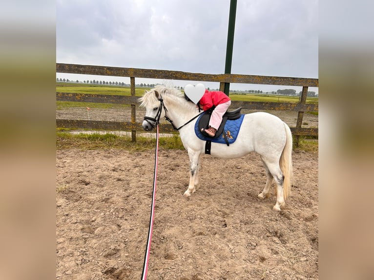 NRPS Jument 7 Ans 116 cm Gris in Zevenhoven