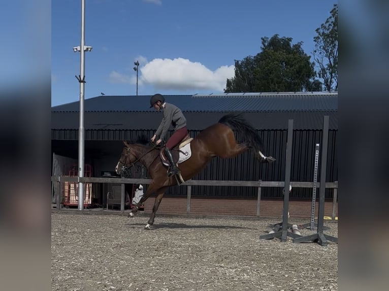 NRPS Croisé Jument 8 Ans 145 cm Bai brun in Ermelo