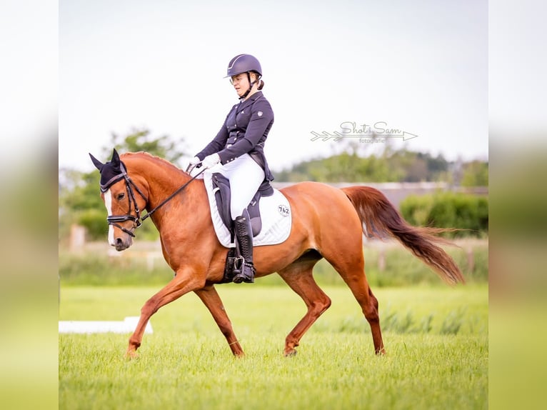 NRPS Jument 8 Ans 146 cm Alezan in Boornbergum