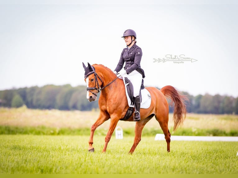 NRPS Jument 8 Ans 146 cm Alezan in Boornbergum