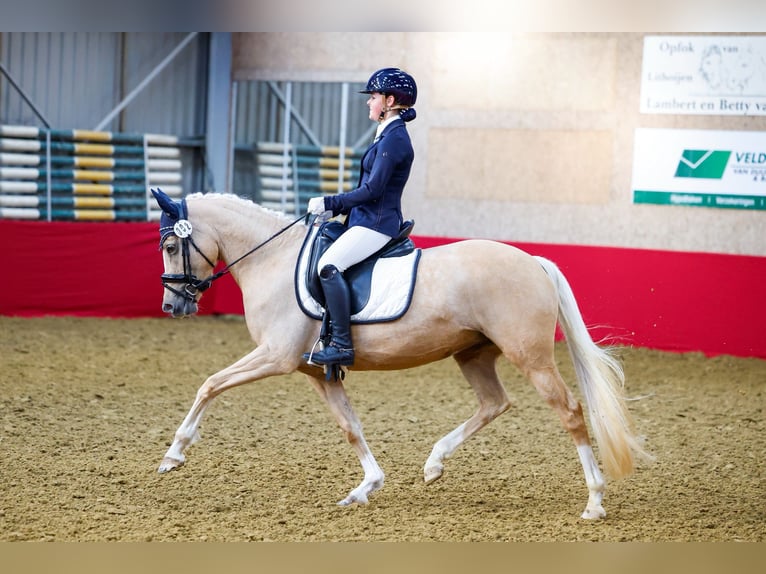 NRPS Jument 8 Ans 147 cm Palomino in Oost West en Middelbeers