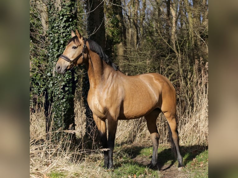 NRPS Jument 8 Ans 165 cm Buckskin in Oud Gastel