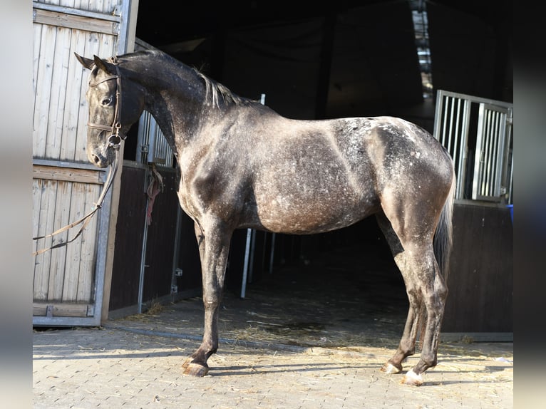 NRPS Jument 8 Ans 165 cm Léopard in Geilenkirchen