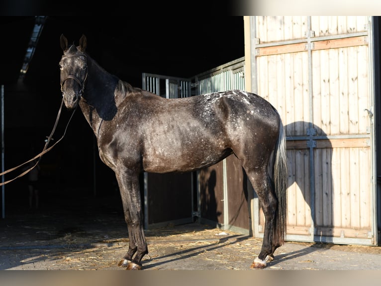 NRPS Jument 8 Ans 165 cm Léopard in Geilenkirchen