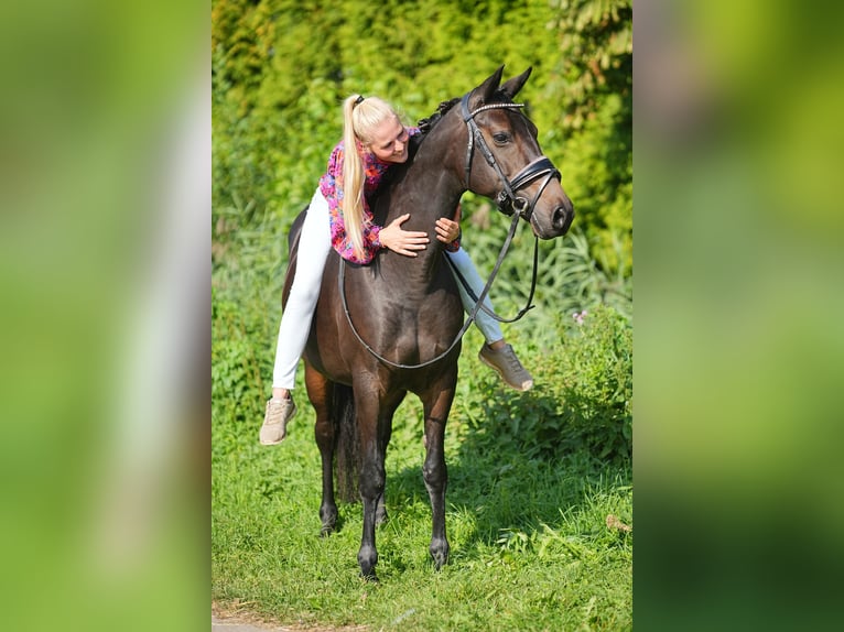 NRPS Jument 9 Ans 141 cm Bai brun foncé in Dordrecht