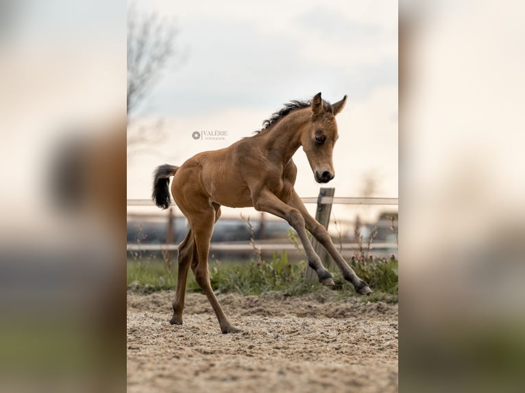 NRPS Jument 9 Ans 141 cm Bai brun foncé in Dordrecht