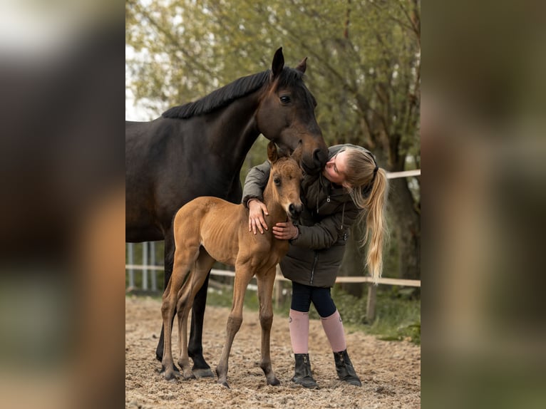 NRPS Jument 9 Ans 141 cm Bai brun foncé in Dordrecht