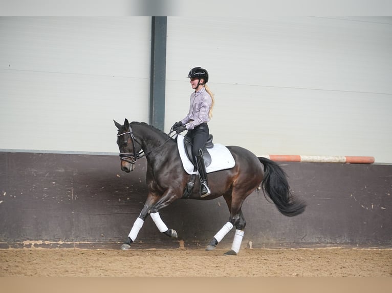 NRPS Jument 9 Ans 141 cm Bai brun foncé in Dordrecht