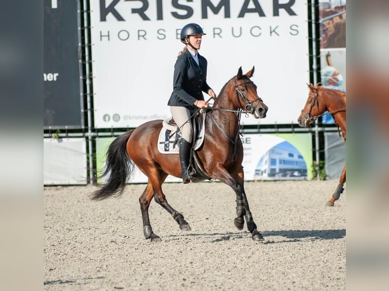 NRPS Croisé Jument 9 Ans 142 cm Bai brun foncé in Oppuurs