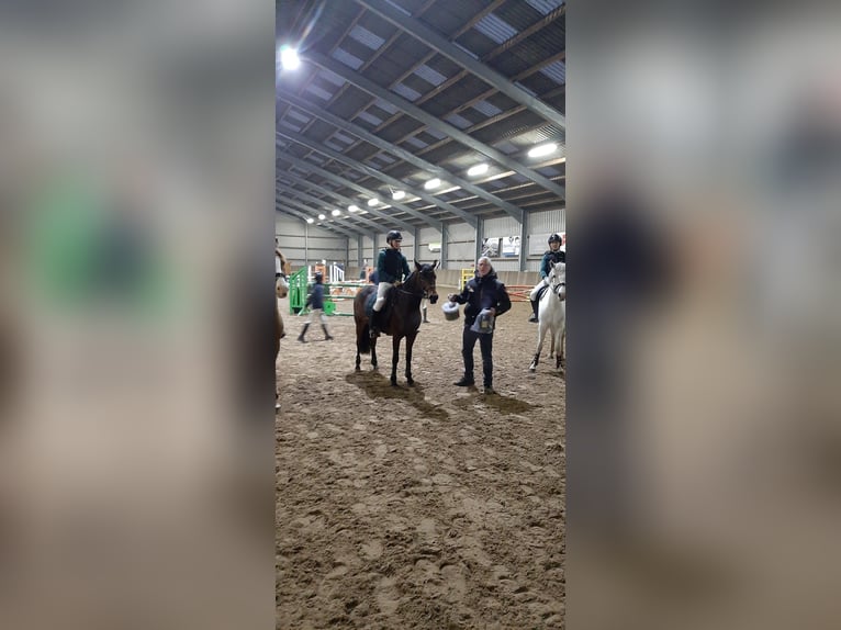 NRPS Croisé Jument 9 Ans 142 cm Bai brun foncé in Oppuurs