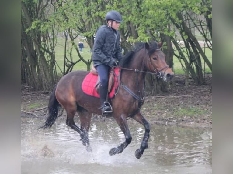 NRPS Croisé Jument 9 Ans 142 cm Bai brun foncé in Oppuurs