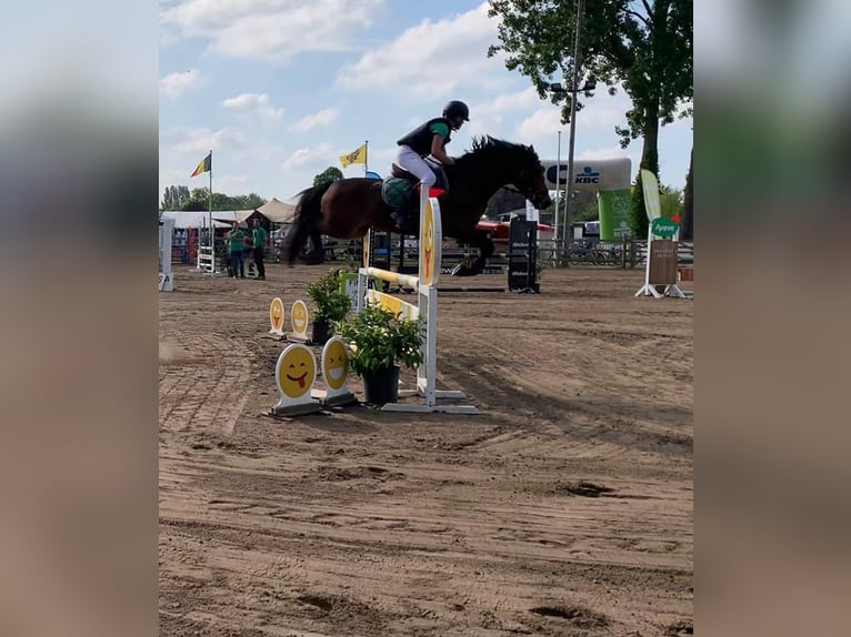 NRPS Croisé Jument 9 Ans 142 cm Bai brun foncé in Oppuurs