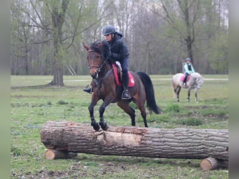 NRPS Croisé Jument 9 Ans 142 cm Bai brun foncé in Oppuurs