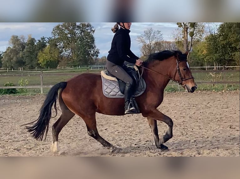 NRPS Jument 9 Ans 145 cm Bai in Neuried