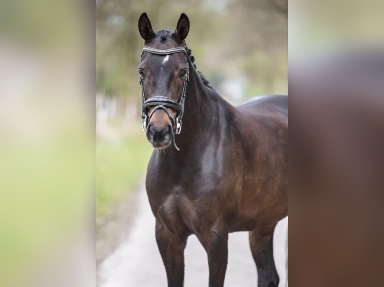 NRPS Jument 9 Ans 153 cm Bai brun in Emmen