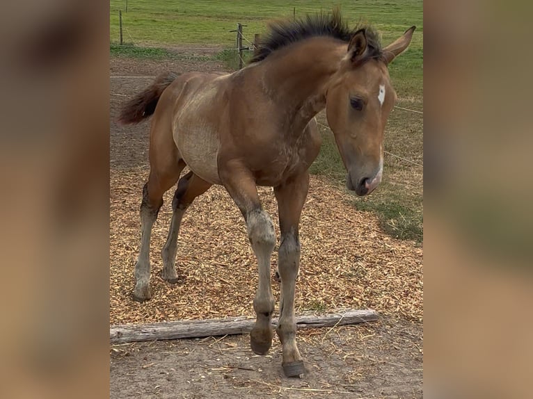 NRPS Jument Poulain (04/2025) 136 cm Buckskin in Zwartewaal