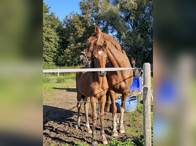 NRPS Jument Poulain (04/2024) Bai in Dreumel