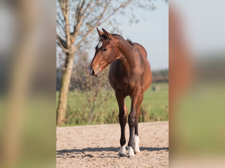 NRPS Jument Poulain (03/2024) Bai in Driebruggen