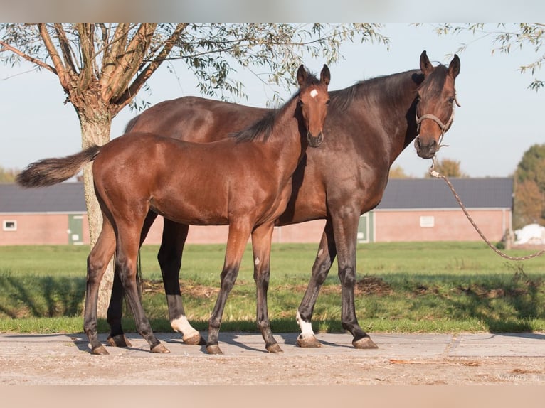 NRPS Jument Poulain (03/2024) Bai in Driebruggen