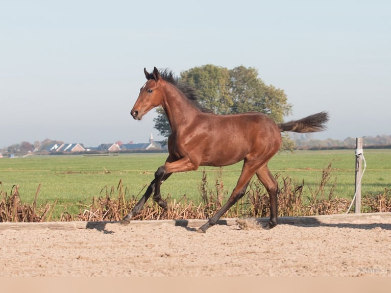 NRPS Jument Poulain (03/2024) Bai in Driebruggen