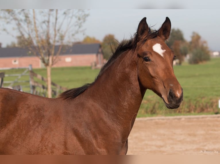 NRPS Jument Poulain (03/2024) Bai in Driebruggen