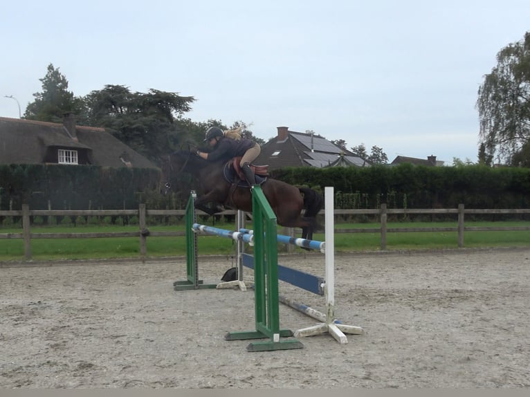 NRPS Mix Mare 10 years 13.3 hh Smoky-Black in Oppuurs