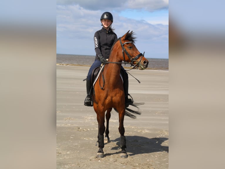 NRPS Mare 10 years 14,1 hh Brown in Noordeloos