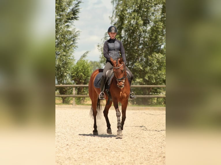 NRPS Mare 10 years 14,1 hh Brown in Noordeloos