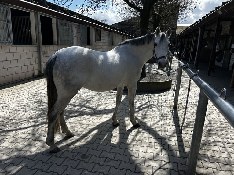 NRPS Mare 10 years 14.1 hh Grey in Mannheim