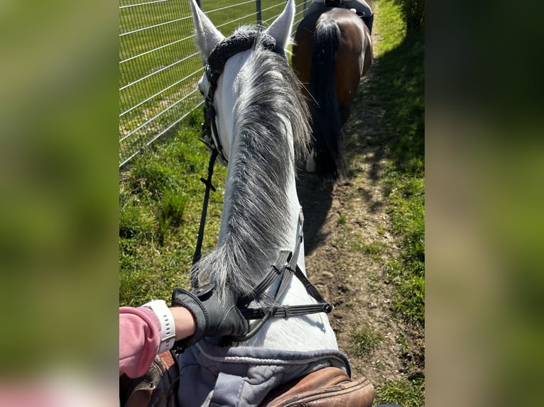 NRPS Mare 10 years 14.1 hh Grey in Mannheim