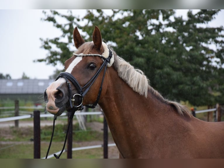 NRPS Mare 10 years 14,2 hh Chestnut in Langenfeld