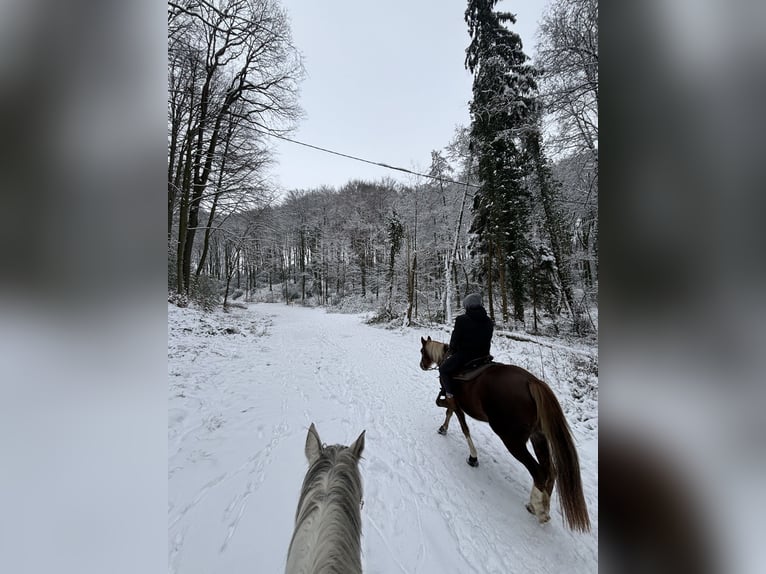 NRPS Mare 10 years 14,2 hh Chestnut in Langenfeld