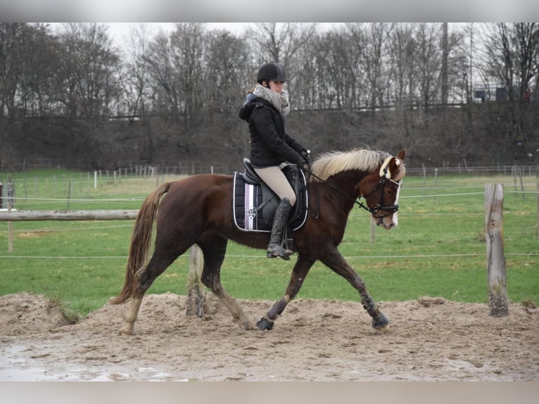 NRPS Mare 10 years 14,2 hh Chestnut in Langenfeld