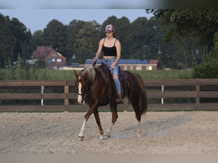 NRPS Mare 10 years 14,2 hh Chestnut in Langenfeld