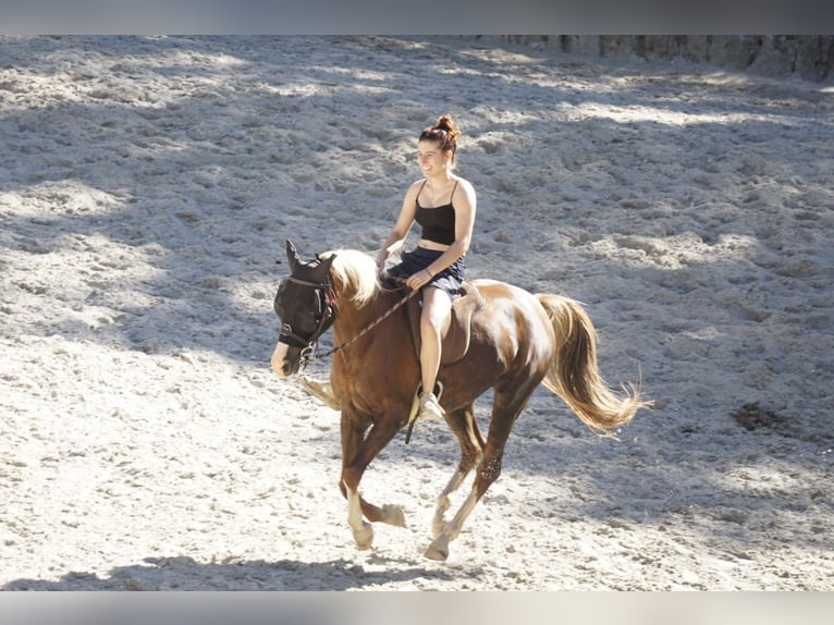 NRPS Mare 10 years 14,2 hh Chestnut in Langenfeld