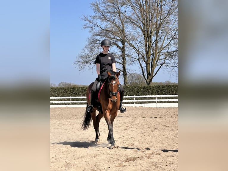 NRPS Mare 10 years 15.2 hh Brown in Tilburg